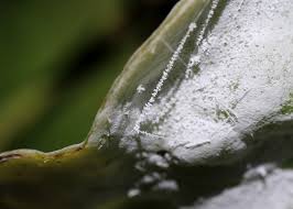 Attēlu rezultāti vaicājumam “Exobasidium vaccinii”