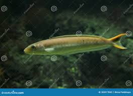 Image result for Malacanthus plumieri