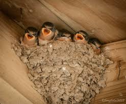 Image result for Plymouth Swallows Gc