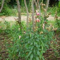 Attēlu rezultāti vaicājumam “Antirrhinum majus leaf”