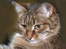 Attēlu rezultāti vaicājumam “Felis silvestris catus juvenile”