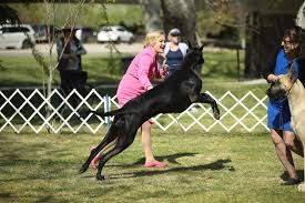 Image result for Great Dane Handball Club, Wapping, London