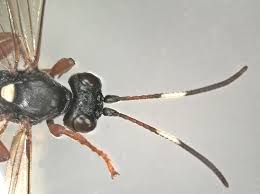 Attēlu rezultāti vaicājumam “Ichneumonidae imago”