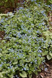 Image result for Brunnera `Jack Frost`