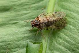 Attēlu rezultāti vaicājumam “Cixius sp.”