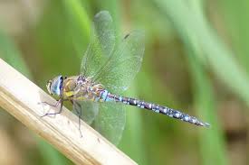 Attēlu rezultāti vaicājumam “Aeshna mixta”