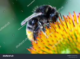 Attēlu rezultāti vaicājumam “Bombus lapidarius”