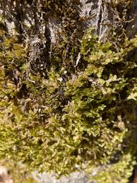 Attēlu rezultāti vaicājumam “Neckera complanata sporophyte”