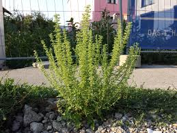 Image result for Chenopodium botrys