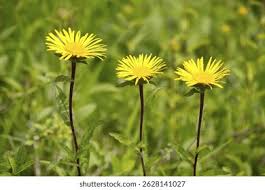 Image result for Inula hirta