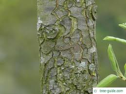 Attēlu rezultāti vaicājumam “Pyrus communis leaf”
