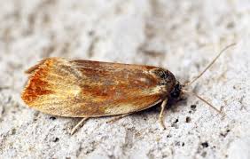 Attēlu rezultāti vaicājumam “Eulia ministrana”