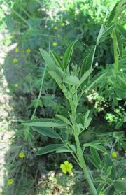 Attēlu rezultāti vaicājumam “Melilotus wolgicus”