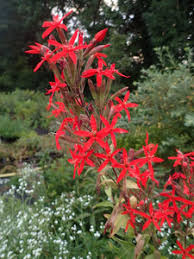 Attēlu rezultāti vaicājumam “Silene tatarica flower”