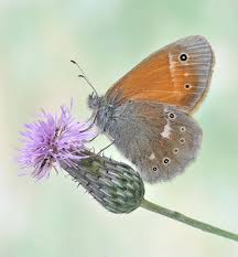 Attēlu rezultāti vaicājumam “Coenonympha tullia”