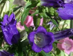 Image result for Marienglockenblumen