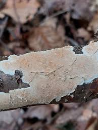 Attēlu rezultāti vaicājumam “Steccherinum ochraceum”