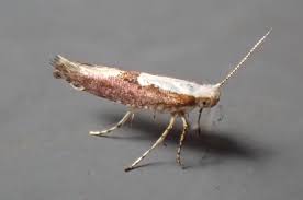 Attēlu rezultāti vaicājumam “Argyresthia spinosella”