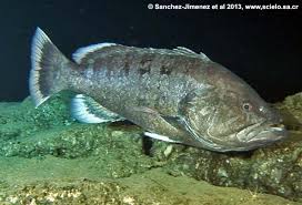 Image result for Hyporthodus quernus