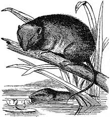 Attēlu rezultāti vaicājumam “Rodentia”