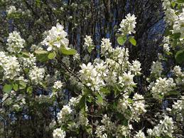 Attēlu rezultāti vaicājumam “Amelanchier spicata flower”