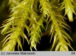 Attēlu rezultāti vaicājumam “Anomodon longifolius”