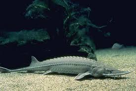 Image result for Scaphirhynchus platorynchus