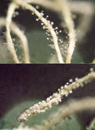 Attēlu rezultāti vaicājumam “Torrubiella arachnophila”