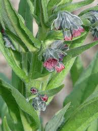 Attēlu rezultāti vaicājumam “Cynoglossum officinale”