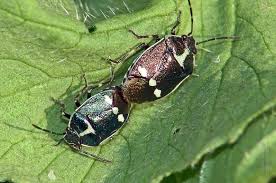 Attēlu rezultāti vaicājumam “Eurydema oleracea imago”