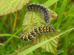 Attēlu rezultāti vaicājumam “Saturnia pavonia larva”