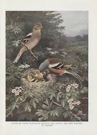 Attēlu rezultāti vaicājumam “Fringilla coelebs nest”