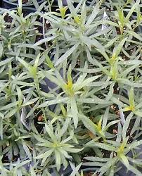 Image result for Artemisia dracunculus