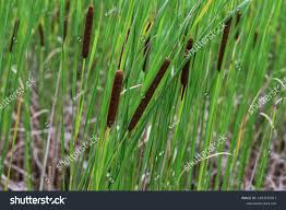 Attēlu rezultāti vaicājumam “Typha angustifolia”