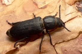 Attēlu rezultāti vaicājumam “Spondylis buprestoides”