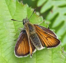 Attēlu rezultāti vaicājumam “Thymelicus sylvestris female”