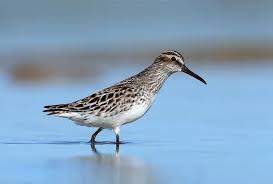 Attēlu rezultāti vaicājumam “Calidris falcinellus adult”