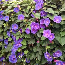 Image result for Prunkwinde