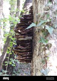 Attēlu rezultāti vaicājumam “Climacodon septentrionalis”