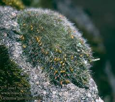 Attēlu rezultāti vaicājumam “Grimmia pulvinata sporophyte”