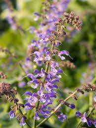 Image result for Salvia pratensis