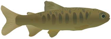 Image result for Oncorhynchus kisutch