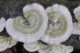 Attēlu rezultāti vaicājumam “Trametes hirsuta”