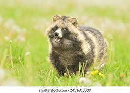 Attēlu rezultāti vaicājumam “Nyctereutes procyonoides”