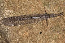 Attēlu rezultāti vaicājumam “Myrmeleontidae”