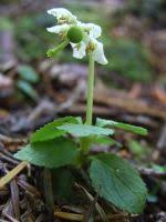 Attēlu rezultāti vaicājumam “Moneses uniflora bud”