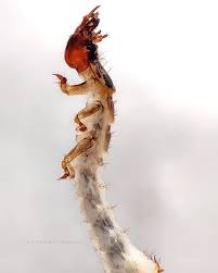 Attēlu rezultāti vaicājumam “Hadula trifolii larva”