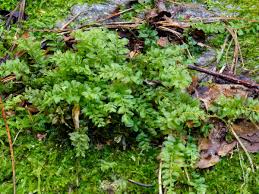 Attēlu rezultāti vaicājumam “Plagiomnium”