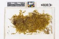 Attēlu rezultāti vaicājumam “Tomentypnum nitens”