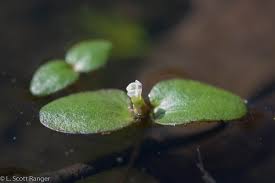 Attēlu rezultāti vaicājumam “Pylaisia polyantha sporophyte”